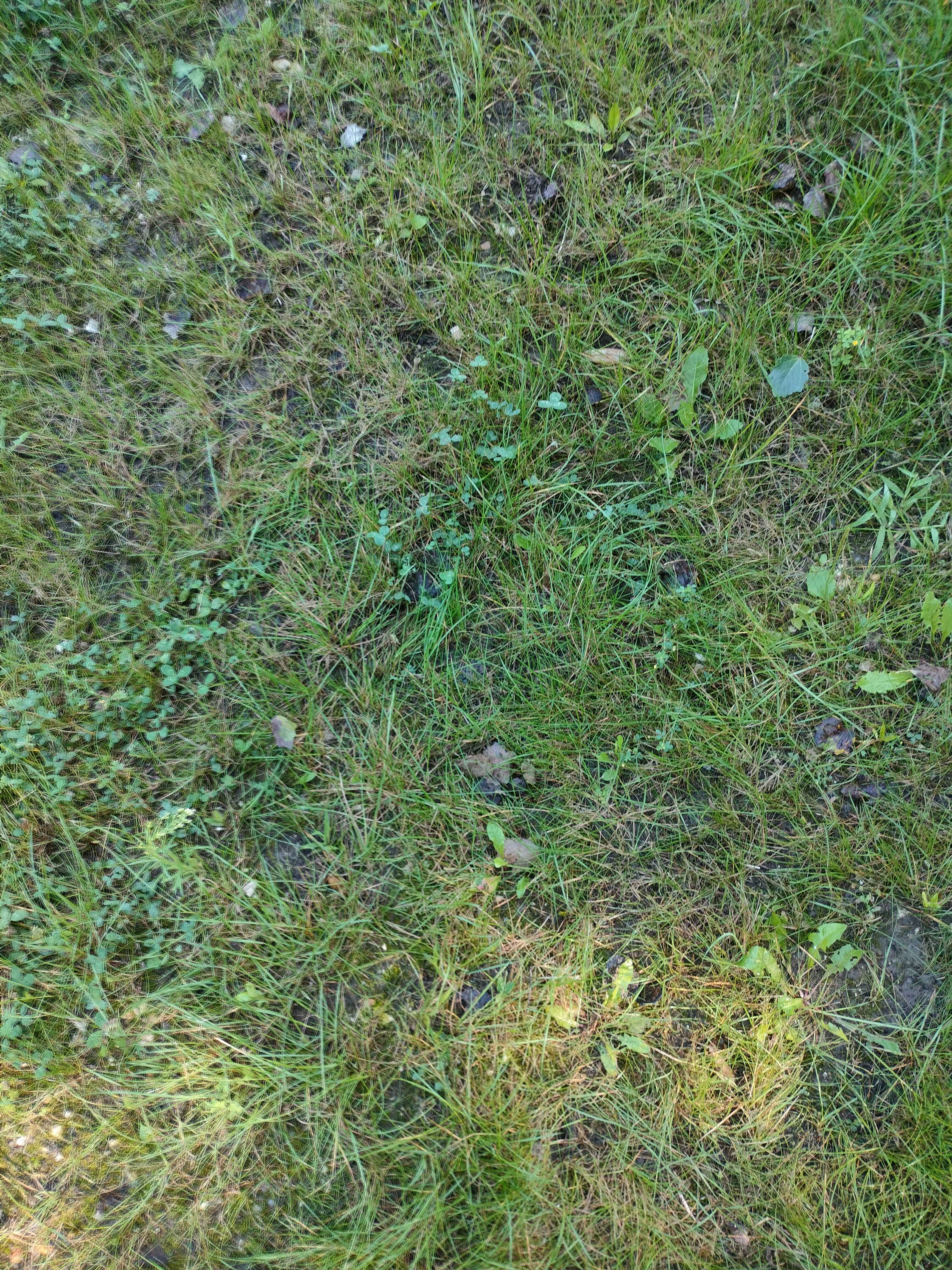 Weed Texture